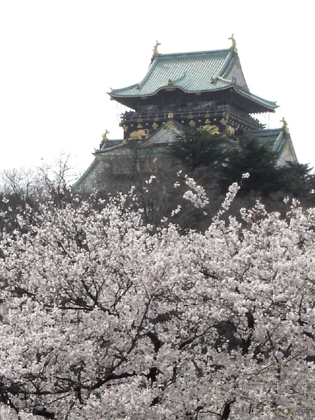Osaka Castle above cherry blossoms