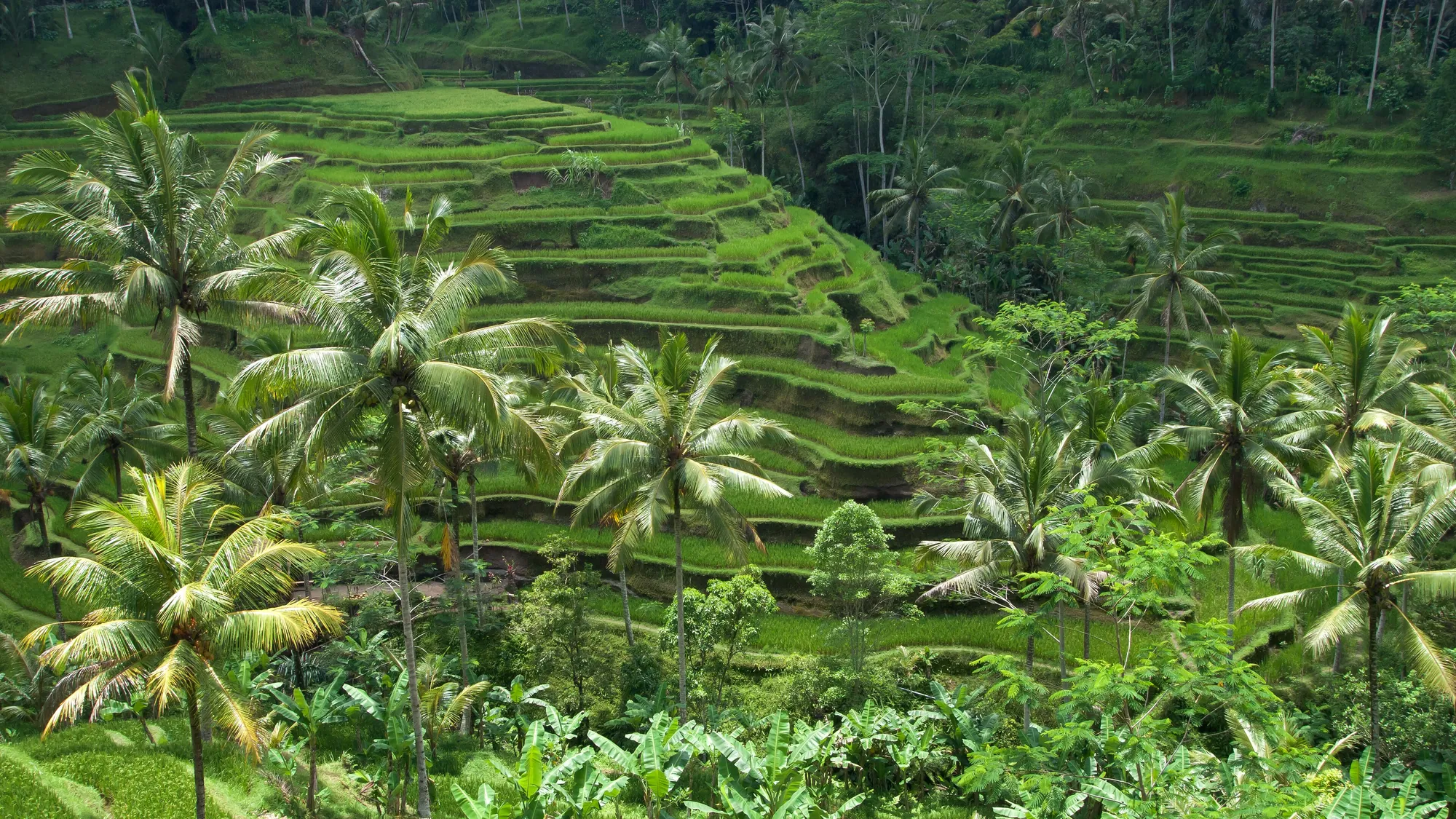 Rice terraces in Bali, Indonesia