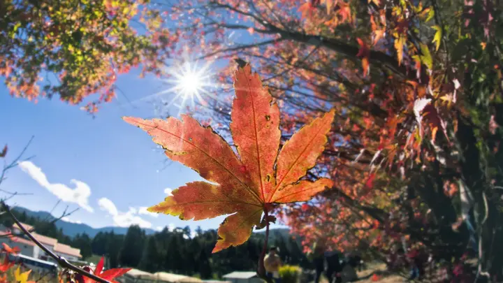 Red maple leaves at Fushoushan Farm, Taiwan